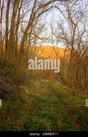 Passeggiata tra gli alberi nel pomeriggio d'inverno in campagna Foto Stock