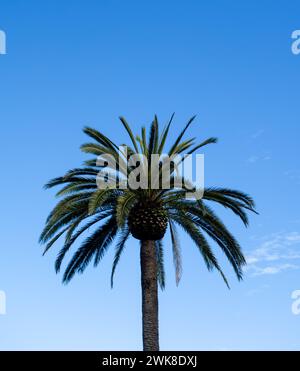 Una vista panoramica di una palma contro un cielo blu limpido Foto Stock