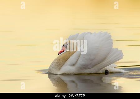 Cigno muta che nuota sulla superficie del lago con la splendida luce arancione dell'alba (Cygnus olor) Foto Stock