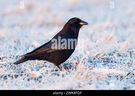 Il corvo di Carrion ( Corvus corone ) in inverno, seduto su terreni agricoli ghiacciati, la prima luce del mattino, i colori scintillanti del piumaggio, la fauna selvatica, l'Europa. Foto Stock