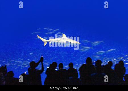 Monterey, USA - 26 luglio 2008: Persone che osservano uno squalo nell'acquario della baia di Monterey. Foto Stock