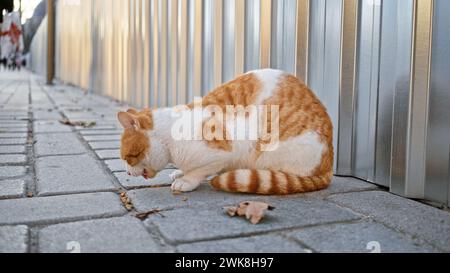 Gatto bianco arancione che mangia sul marciapiede accanto alla recinzione metallica in ambiente urbano Foto Stock
