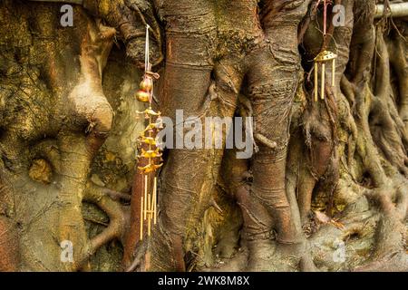 Campanelli a vento appesi alle radici di un albero di banyan a Hong Kong, in Cina. Foto Stock