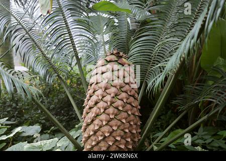 Scaly Zamia, alias Pineapple Cycad (Lepidozamia peroffskyana), Plants Before Time, Glasshouse, RHS Garden Wisley, Woking, Surrey, Inghilterra, Regno Unito, Europa Foto Stock