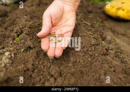 Mani di donna irriconoscibili che tengono i semi di piantine di piante in file, germogliano sul suolo. Anonima agricoltrice biologica che protegge una giovane pianta in lei Foto Stock