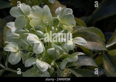 Attraenti fiori verdi di Hellebore corso o argutifolius "Pizzo d'Argento" che fioriscono con uno sfondo di foglie nel tardo inverno e all'inizio della primavera, Co Foto Stock