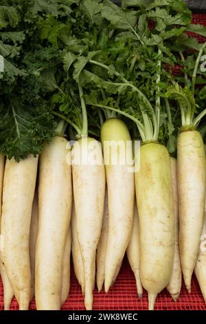 Daikon fresco sul mercato come sfondo alimentare. Consistenza organica. Cibo e verdure locali. Agricoltura. Formato verticale. Foto Stock