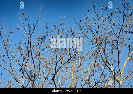 Ramo di un albero d'acero con cialde di semi contro il cielo blu in inverno. Foto Stock