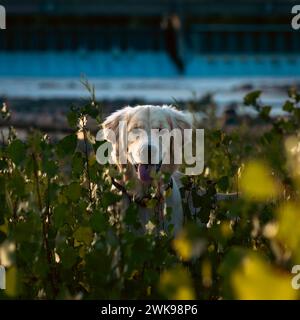 Un Golden retriever dietro cespugli verdi che guarda la fotocamera Foto Stock