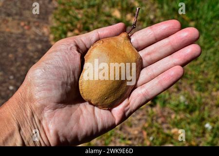 Semi di jacaranda blu (Jacaranda mimosifolia) a portata di mano Foto Stock