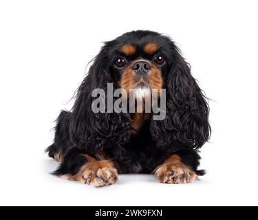 Grazioso Cavalier King Charles Spaniel, che si stende davanti. Guardando verso la fotocamera. Isolato su sfondo bianco. Foto Stock