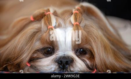 Il cane Shih Tzu dai capelli lunghi riposa ad una mostra canina Foto Stock