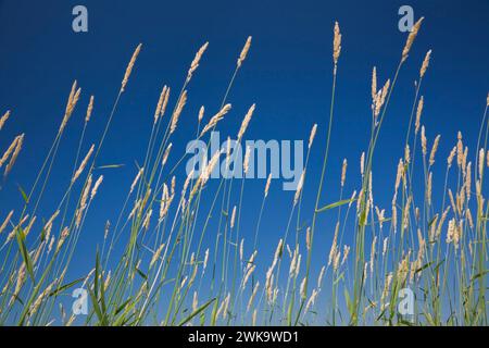 Primo piano di alti Agropyron - piante di erba selvatica contro un cielo blu in estate. Foto Stock