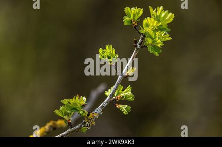 Un einem Baum kommen durch die Knospen die ersten Blätter zum vorschein. (Con ZH, Schweiz, 09.04.2023) Foto Stock