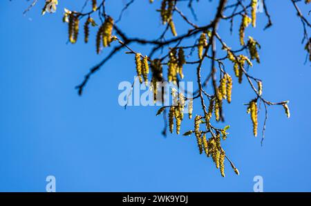 Hasel blüht im Frühling und sorgt beim manchen Allergikern für Probleme. (Rheinau, Schweiz, 09.04.2023) Foto Stock
