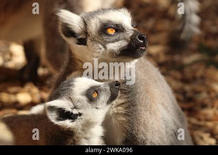 Tramonto di Lemur Foto Stock