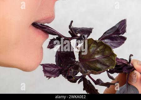 La donna, il cui volto non è visibile, tiene un ramo di basilico in bocca. Mangia verdi Foto Stock