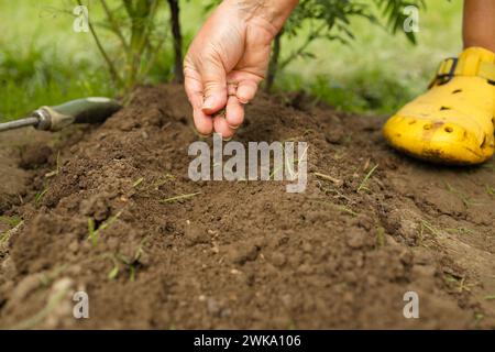 Mani di donna irriconoscibili che tengono i semi di piantine di piante in file, germogliano sul suolo. Anonima agricoltrice biologica che protegge una giovane pianta in lei Foto Stock