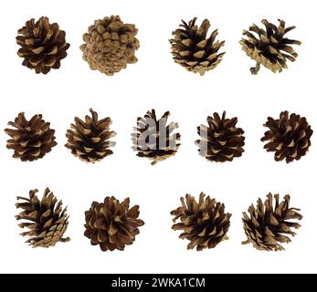 Una serie di coni di pino isolati. Decorazioni natalizie invernali e decorazioni naturali. Elementi botanici decorativi per il design, piante di Natale. Biglietti per l'anno nuovo Foto Stock