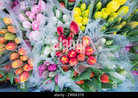 Tulipani rossi colorati avvolti in cellofano ricoperti da una nebbia di gocce di pioggia Foto Stock