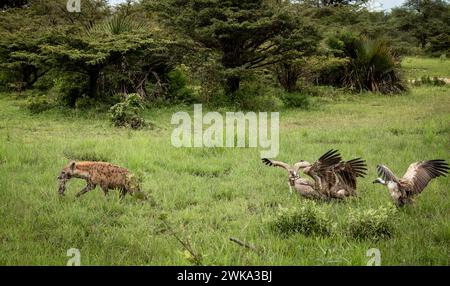 Una iena maculata trasporta i resti di un impala morto mentre avvoltoi bianchi si radunano nel Parco Nazionale Nyerere (Selous Game Reserve) nel sud della Tanzania Foto Stock