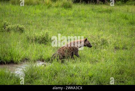 Una iena maculata (crocuta crocuta) si arrampica fuori da una buca d'acqua nel Parco Nazionale di Nyerere (Selous Game Reserve) nella Tanzania meridionale. Foto Stock