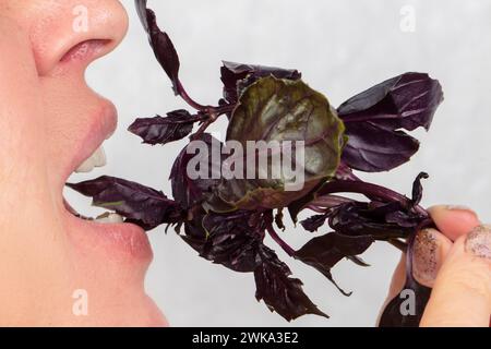 La donna, il cui volto non è visibile, tiene un ramo di basilico in bocca. Mangia verdi Foto Stock