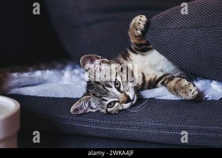 Ritratto di un gattino tabby che dorme profondamente sul divano Foto Stock