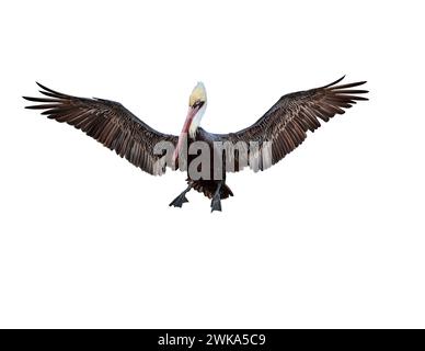 Una baia marrone Pelican la Jolla che si innalza nel cielo con le ali spalmate Foto Stock