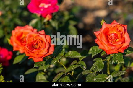 Zwei rosa Rosen blüht im Schaffhauser Rosengarten. (Sciaffusa, Svizzera, 16.06.2023) Foto Stock