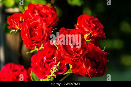 Die rote Rosen sind meist sogenannte Kulturrosen. Hier im Schaffhauser Rosengarten. (Sciaffusa, Svizzera, 16.06.2023) Foto Stock