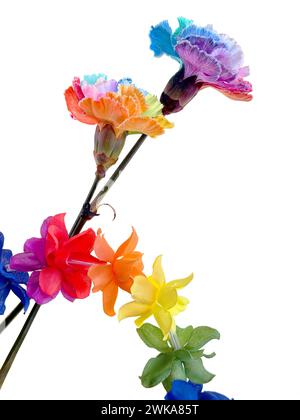 Due vivaci garofani multicolore con ghirlande di fiori arcobaleno, elemento angolare isolato su sfondo bianco per un colorato design LGBTQ Pride Foto Stock