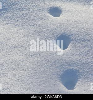 Pista per animali di una volpe rossa ( Vulpes vulpes ) in inverno, camminando attraverso la neve profonda, Yellowstone NP, Wyoming, Stati Uniti. Foto Stock