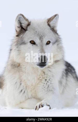 Grauer Wolf / Grauwolf / Timberwolf Wolf Canis lupus im Winter, Nahaufnahme, liegend, im Schnee ruhender Wolf, fotografiert auf Augenhöhe, Detailed reiche Nahaufnahme, bernsteinfarbene ausdrucksstarke Augen, Yellowstone-Gebiet, Montana, Stati Uniti. *** Lupo grigio Canis lupus in inverno, primo piano, sdraiato, riposato nella neve, occhi color ambra, guardare con attenzione, sembra carino, zona di Yellowstone, Montana, Stati Uniti. Wyoming Nordamerika, Vereinigte Staaten von Amerika Foto Stock