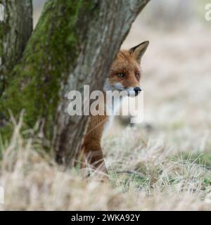 Fuchs / Rotfuchs Vulpes vulpes sitzt im Gras versteckt hinter einem Baum, beobachtet etwas, vorsichtig aber aufmerksam, lustige heimische Tierwelt, fauna selvatica, Europa. *** Red Fox Vulpes volpi seduti in erba, nascosti dietro un albero, guardando con attenzione ma attento, divertente fauna selvatica, Europa. Nordrhein-Westfalen Deutschland, Europa Foto Stock