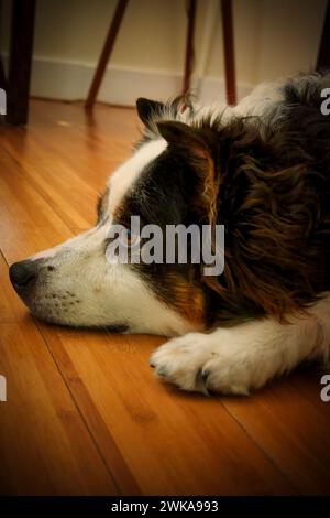 Un pastore australiano che riposa sul pavimento di legno Foto Stock