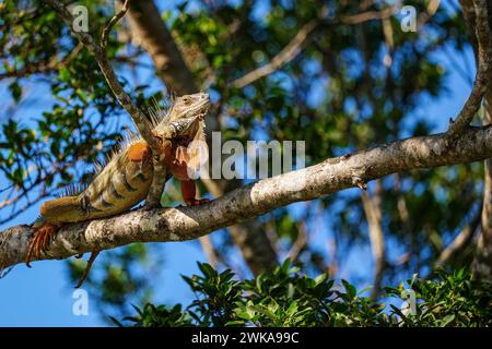 Un'iguana arroccata su un ramo d'albero in un ambiente naturale Foto Stock