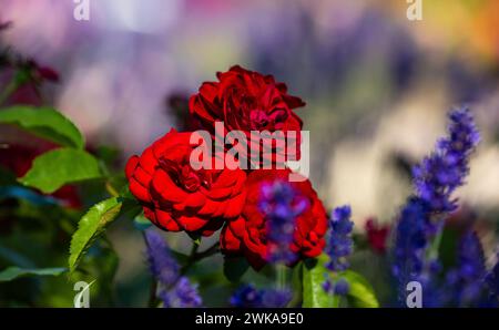 Rote Rosen in den Abendstunden. Davor a Unschärfe Lavendel. (Rheinau, Schweiz, 25.06.2023) Foto Stock