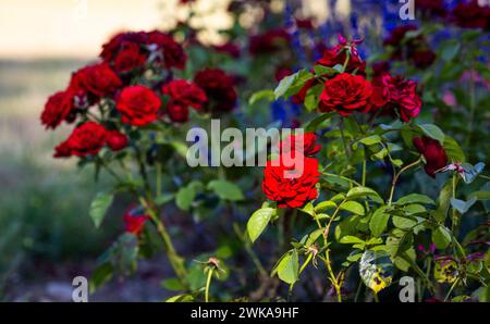 Rote Rosen in den Abendstunden. Davor a Unschärfe Lavendel. (Rheinau, Schweiz, 25.06.2023) Foto Stock