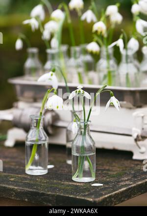 Spring snowdrop e fiori di fiocco di neve nelle vecchie bottiglie della farmacia di vetro su un rustico tavolo da giardino in legno. Decorazioni fatte in casa o concetto floristico. Foto Stock