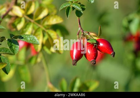 Bacche di rosa canina Foto Stock
