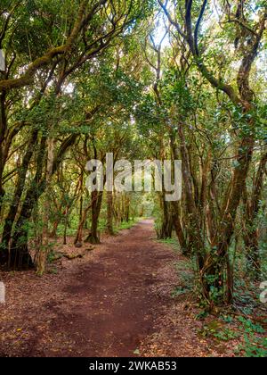 Sentiero escursionistico attraverso la foresta di alloro nelle montagne di Anaga, Tenerife, Isole Canarie, Spagna Foto Stock