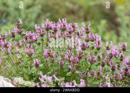 Fiori selvatici di colore viola in natura. Fiori della grande Henbit. Nome latino Lamium amplexicaule Foto Stock