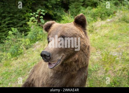 Ritratto di un orso bruno in una foresta selvaggia con una mosca seduta sulla fronte. Foto Stock