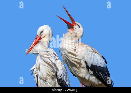 La cicogna bianca (Ciconia ciconia) si abbina a una clavicola femminile e maschile come mostra di corteggiamento sul nido in primavera Foto Stock