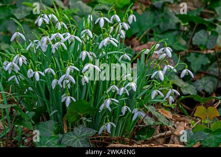 Gocce di neve comuni (Galanthus nivalis / Chianthemum nivale) fiori bianchi che fioriscono nella foresta nel tardo inverno Foto Stock