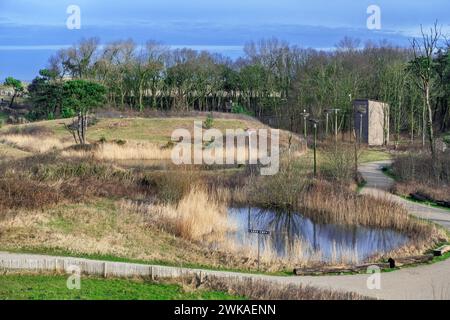 Ammira il parco naturale di Zwin, la riserva ornitologica di Knokke-Heist e il nascondiglio degli uccelli per osservare le cicogne bianche nel tardo inverno, le Fiandre occidentali, Belgio Foto Stock