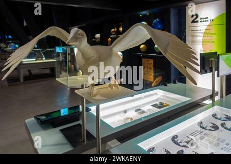 Interno del centro visitatori/centro visitatori del Parco naturale Zwin, riserva ornitologica a Knokke-Heist, Fiandre occidentali, Belgio Foto Stock