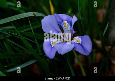 Iris algerina in fiore. Conosciuto anche come Iris d'inverno, Iris d'inverno algerina, Iris Stylosa, Iris Carian, Iris unguicularis. Foto Stock