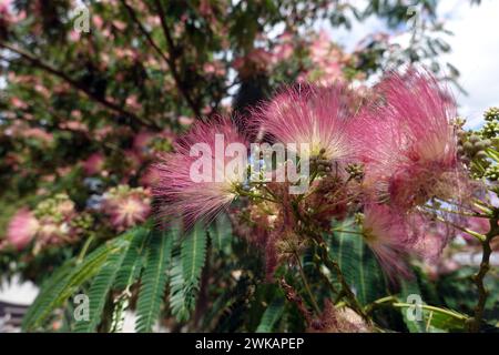 Seidenbaum (Albizia julibrissin), auch Seidenakazie oder Schlafbaum Foto Stock